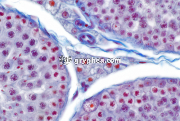 Cellules intersticielles de Leydig - Testicule de Lapin  x100 - gryphea.com